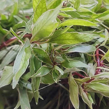Bunch Ludwigia White