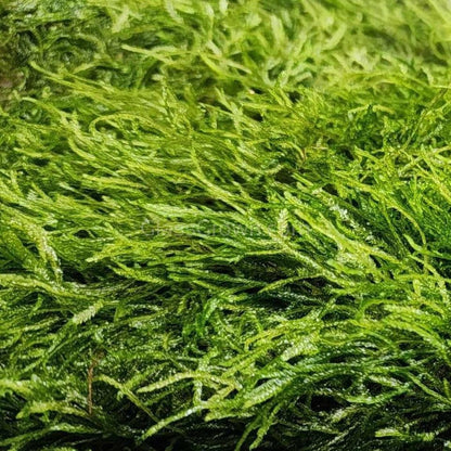 Flame Moss 2oz Portion