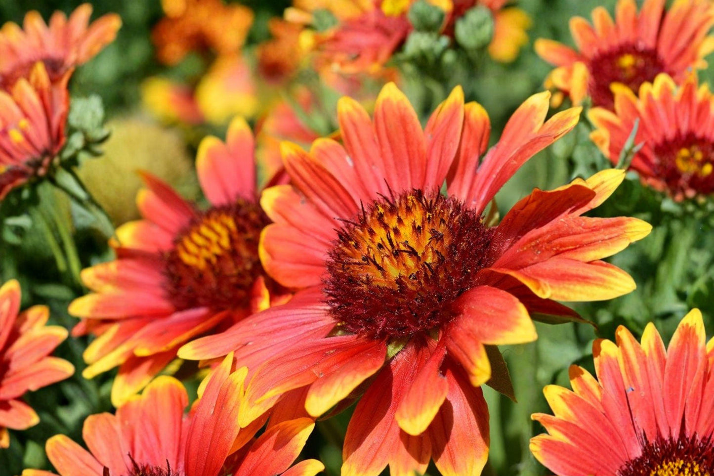 25 Blanketflower Seeds – Gaillardia aristata – Drought Tolerant Pollinator Plant for Gardens