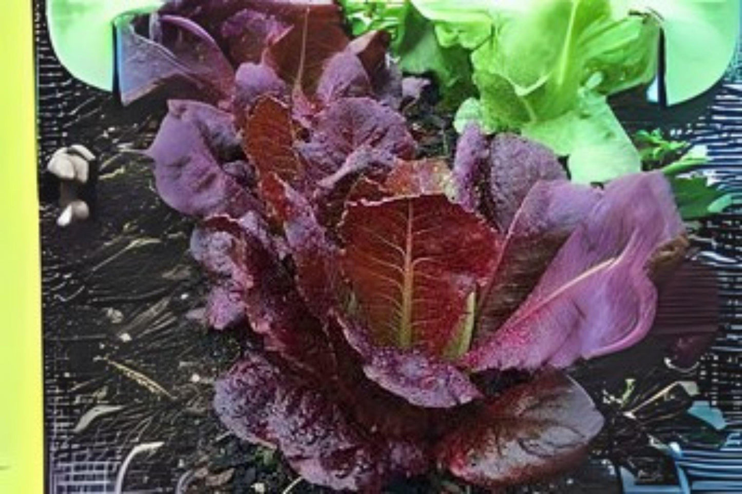 700 Red Romaine Lettuce Seeds Heirloom Variety for Salads, Wraps & Sandwiches | Lactuca sativa