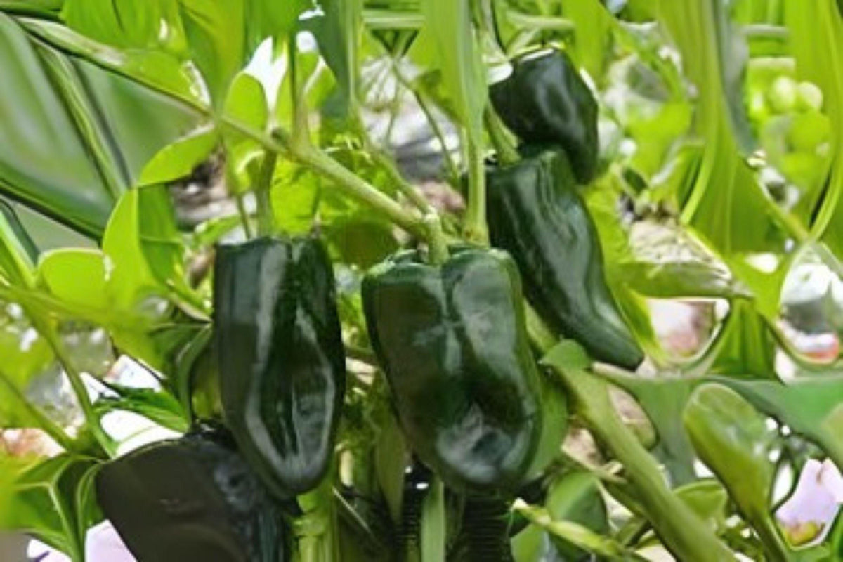 Ancho Poblano Pepper Seeds – 250 mg Non-GMO, Heirloom, Mild, Smoky Flavor, Capsicum annuum, Perfect for Roasting & Stuffing
