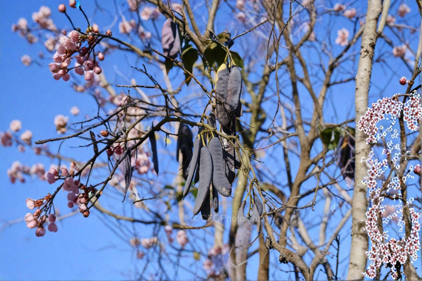Chinese Honeylocust Seeds, Gleditsia sinensis, Soap Bean Tree, Drought Tolerant, Medicinal Plant, Ornamental Tree, Hardy Deciduous