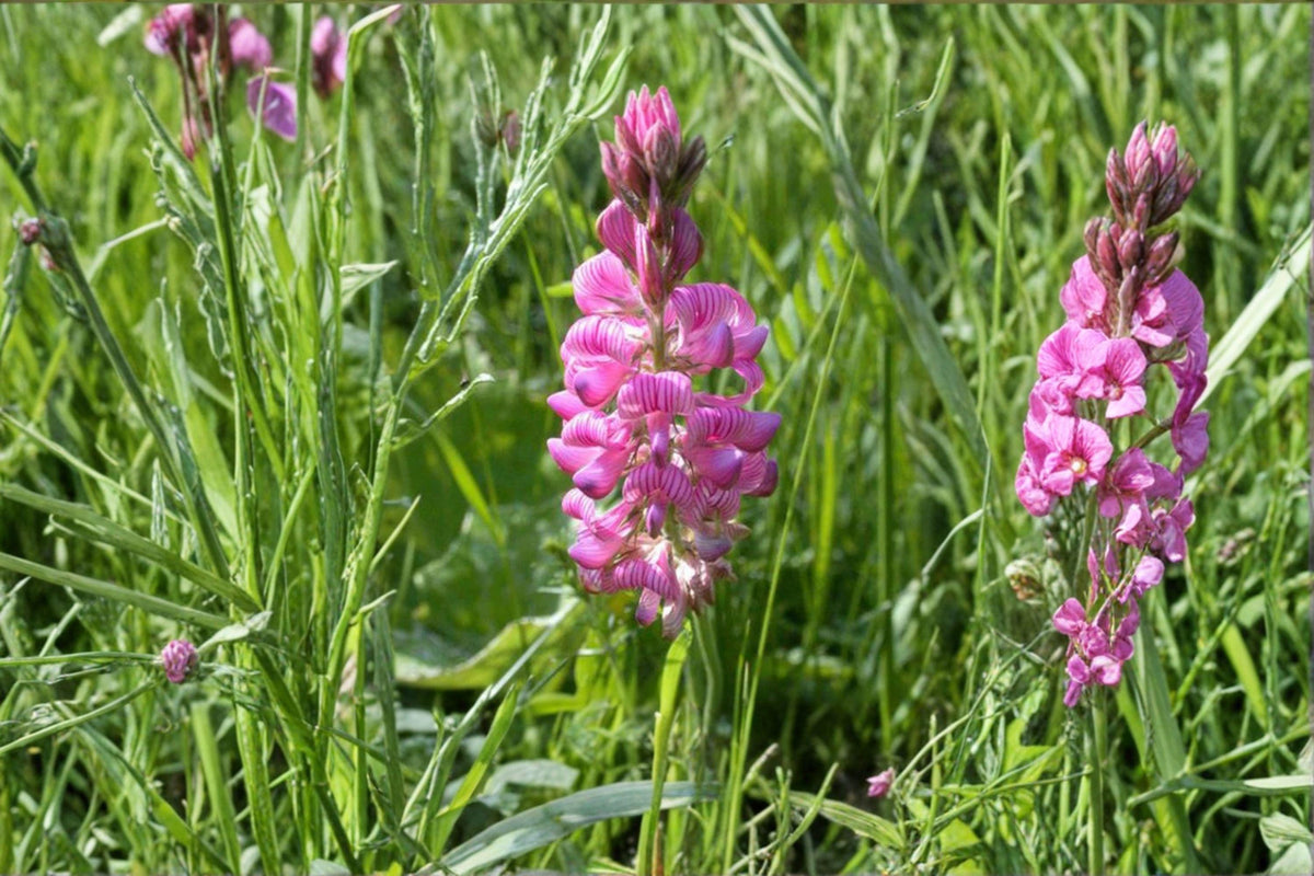 100 Sainfoin Shoshone Seeds – Perennial Legume for Forage, Pollinator Support, Nitrogen Fixer – Onobrychis viciifolia