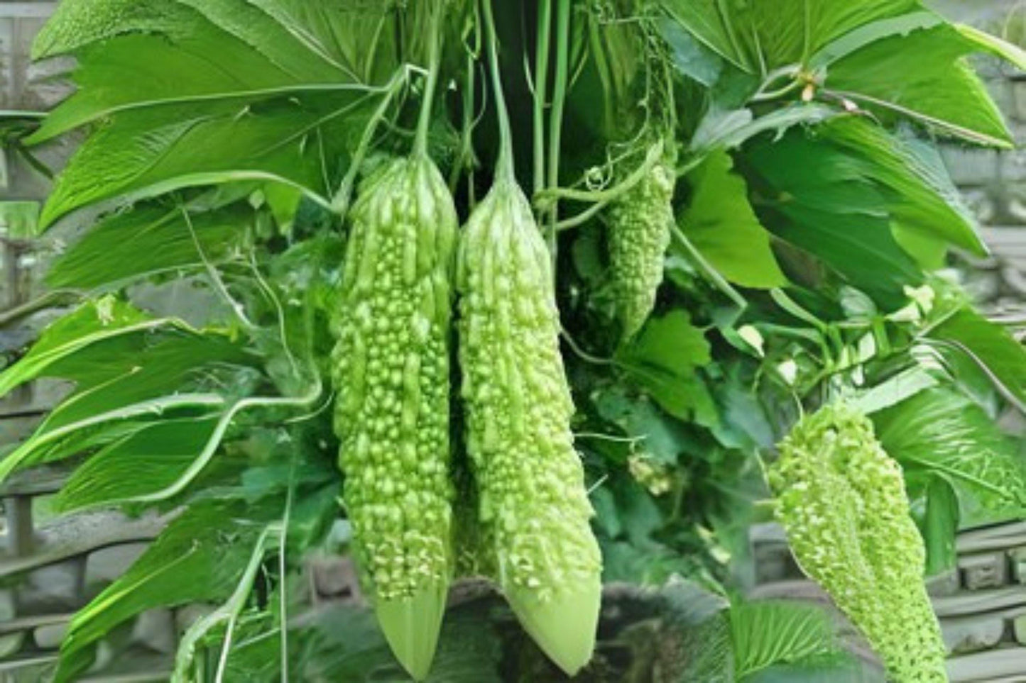 Bitter Melon Seeds Dark Jade Hybrid Asian Gourd for Home Gardens, Momordica charantia, 5 Seeds