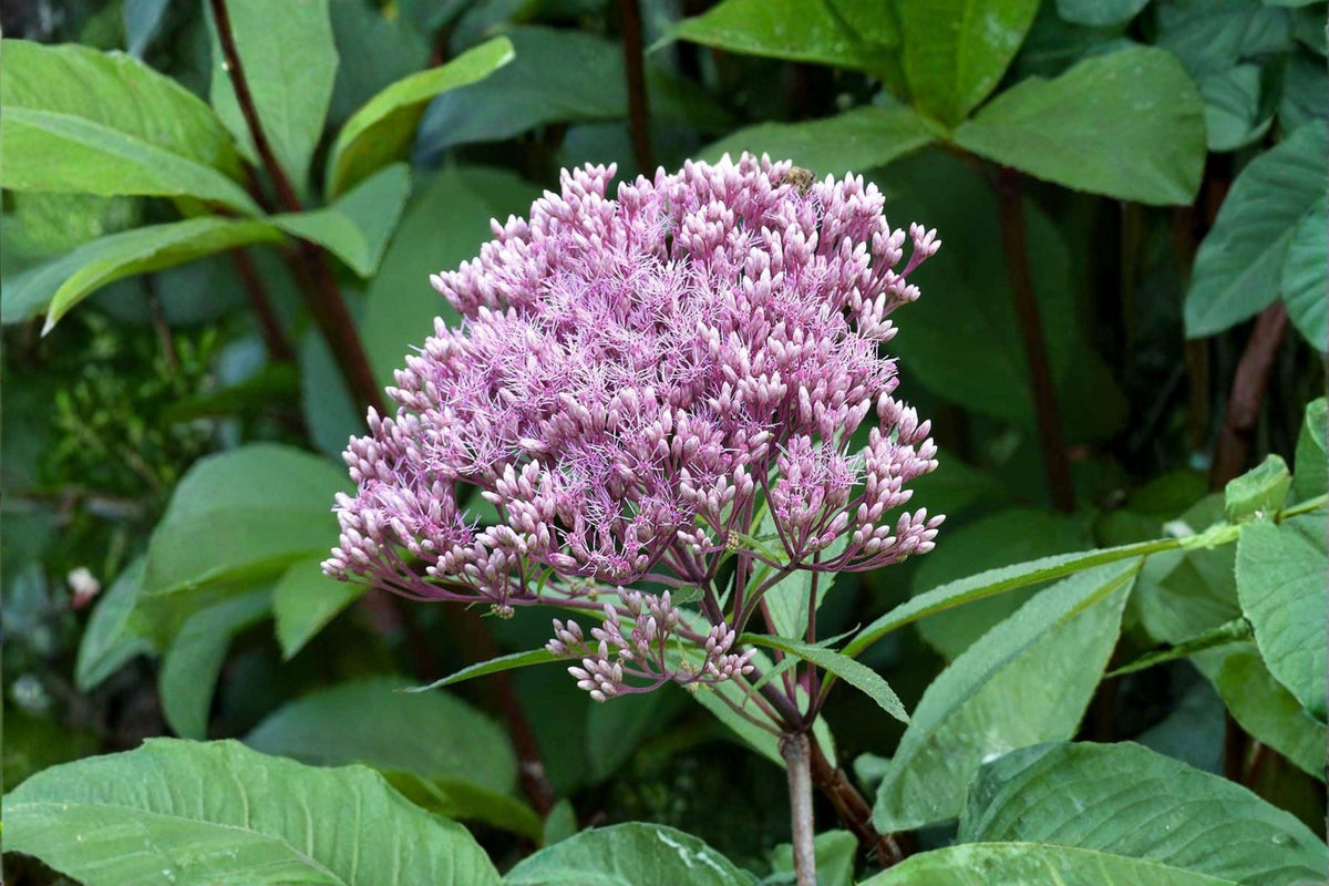 Eutrochium fistulosum Seeds – Hollow Joe Pye Weed Native Perennial for Pollinators & Meadow Gardens, 100 Seeds