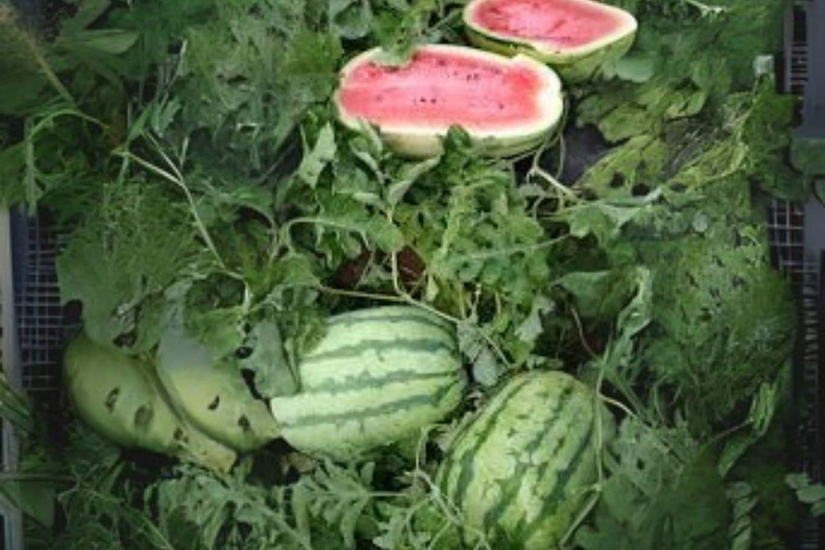 Jubilee Watermelon Seeds 1g Heirloom Large Melon Citrullus lanatus Sweet Summer Garden Seeds
