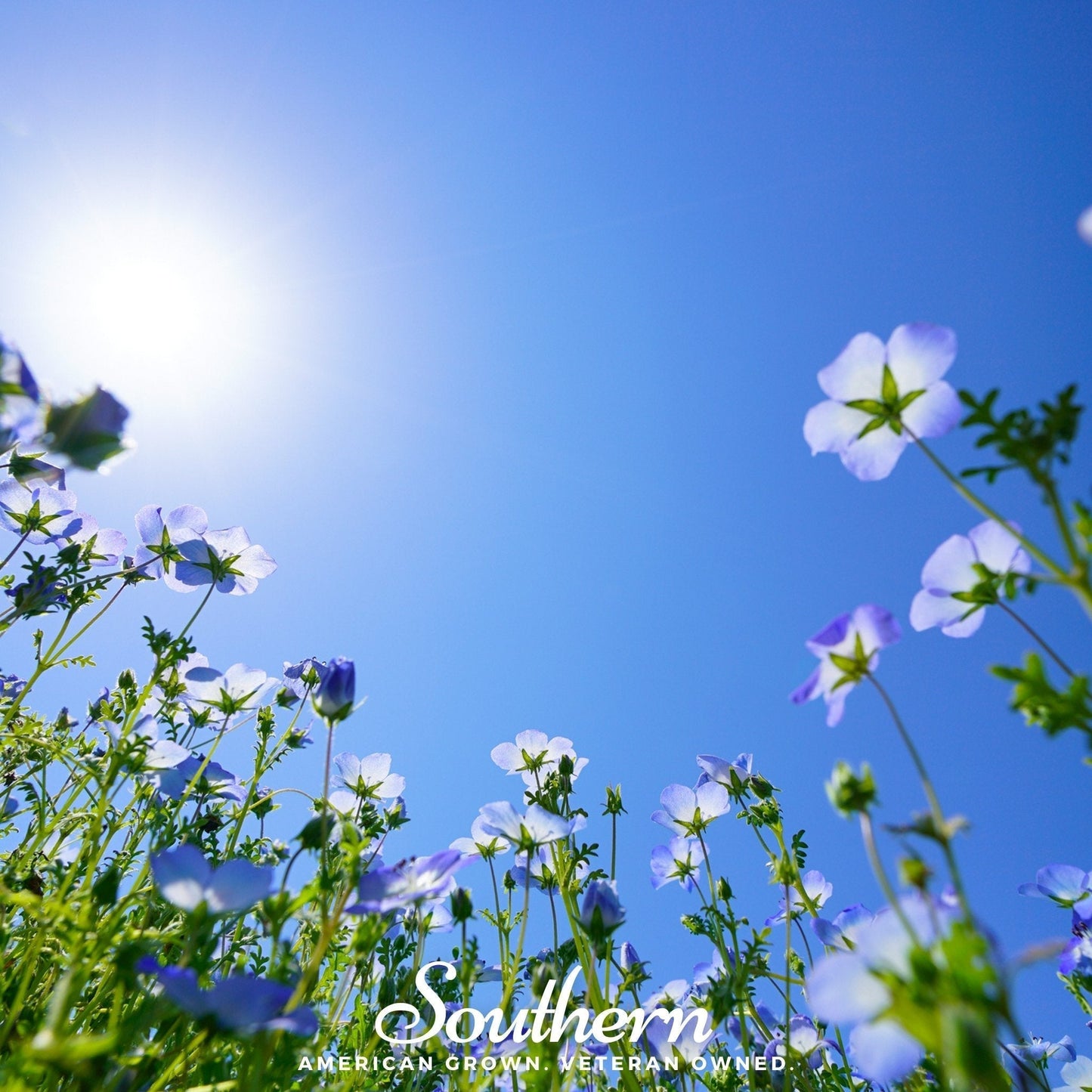 Baby Blue Eyes Seeds – 200 Heirloom Nemophila Menziesii Wildflower for Groundcover & Borders