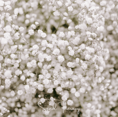 Perennial Baby’s Breath – 100 Seeds