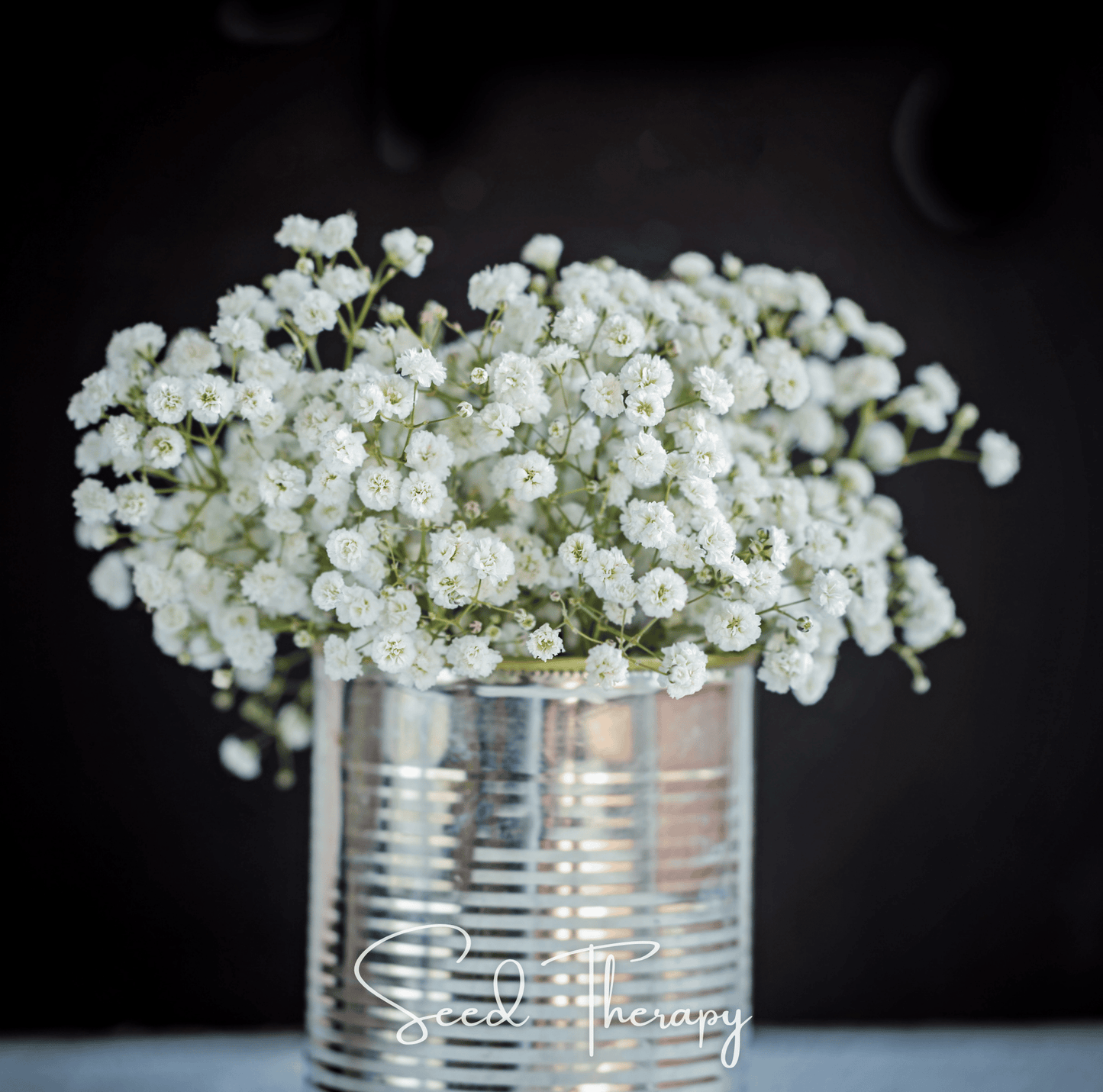 Perennial Baby's Breath Seeds – Gypsophila paniculata – Airy White Filler Flower for Bouquets & Dried Arrangements