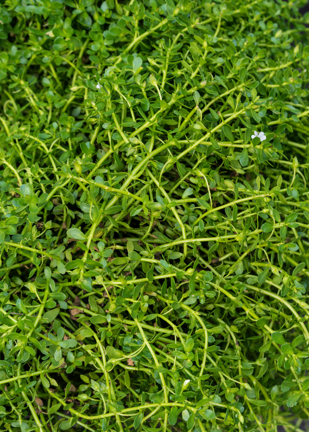 Brahmi Herb Plant, Water Hyssop, Indian Pennywort, Live Perennial for Water Gardens, Aquariums, Hydroponics, Bacopa monnieri