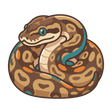 Ball Python