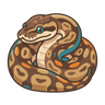 Ball Python
