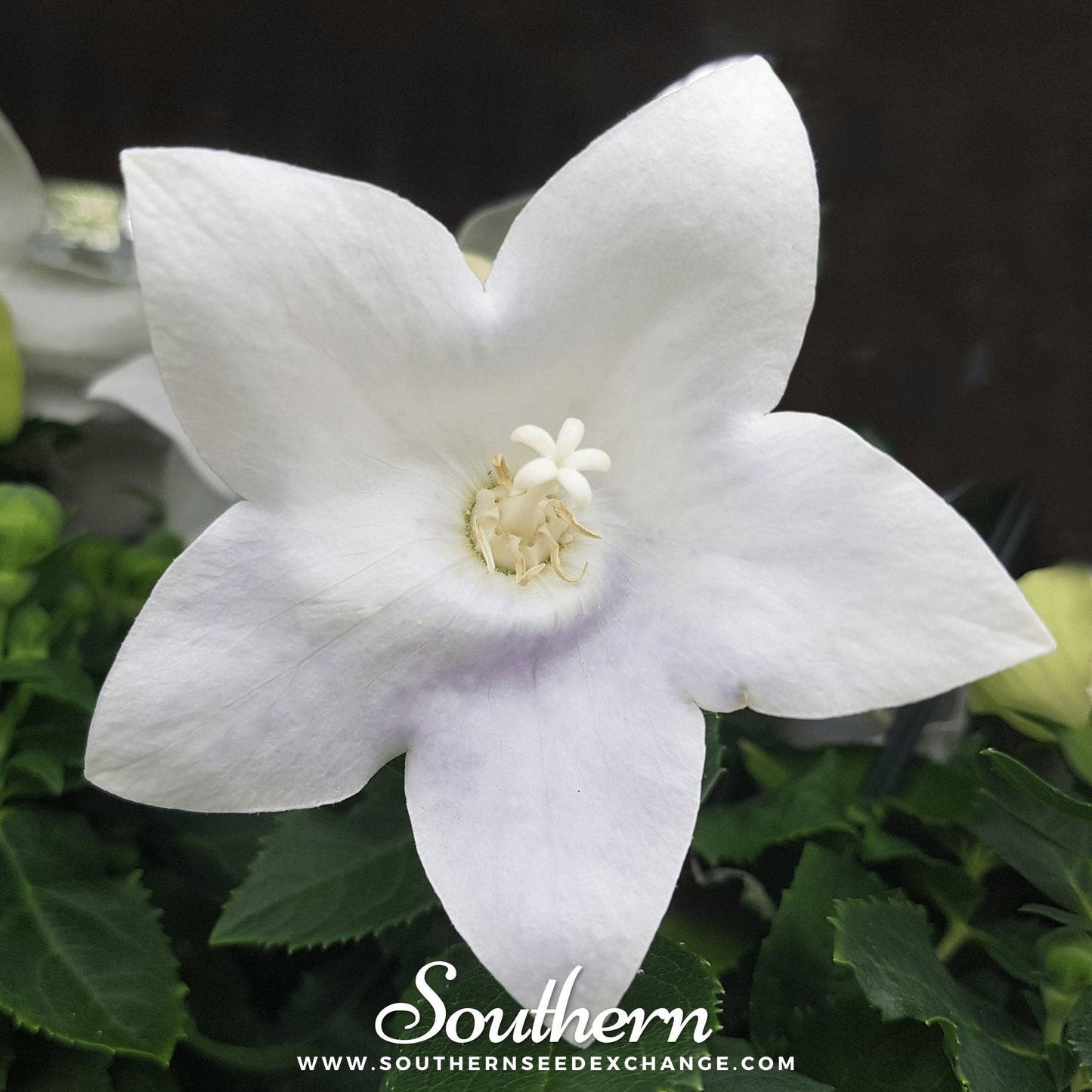 White Balloon Flower Seeds - Perennial, Open Pollinated, Heirloom, USDA Zone 3-8, Platycodon grandiflorus