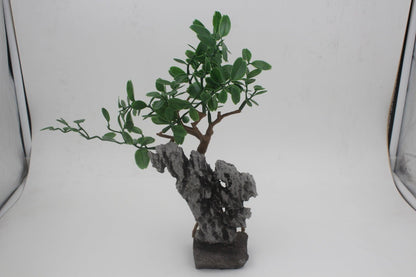 Baolong Reptile Tropical Rainforest Desert Climbing Box Landscaping Decoration Simulation Plant Set