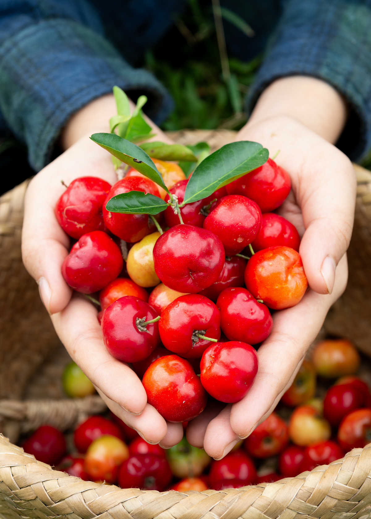 Barbados Cherry Plant, Acerola, Tropical Fruit Tree, Vitamin C Rich, Small Evergreen Shrub