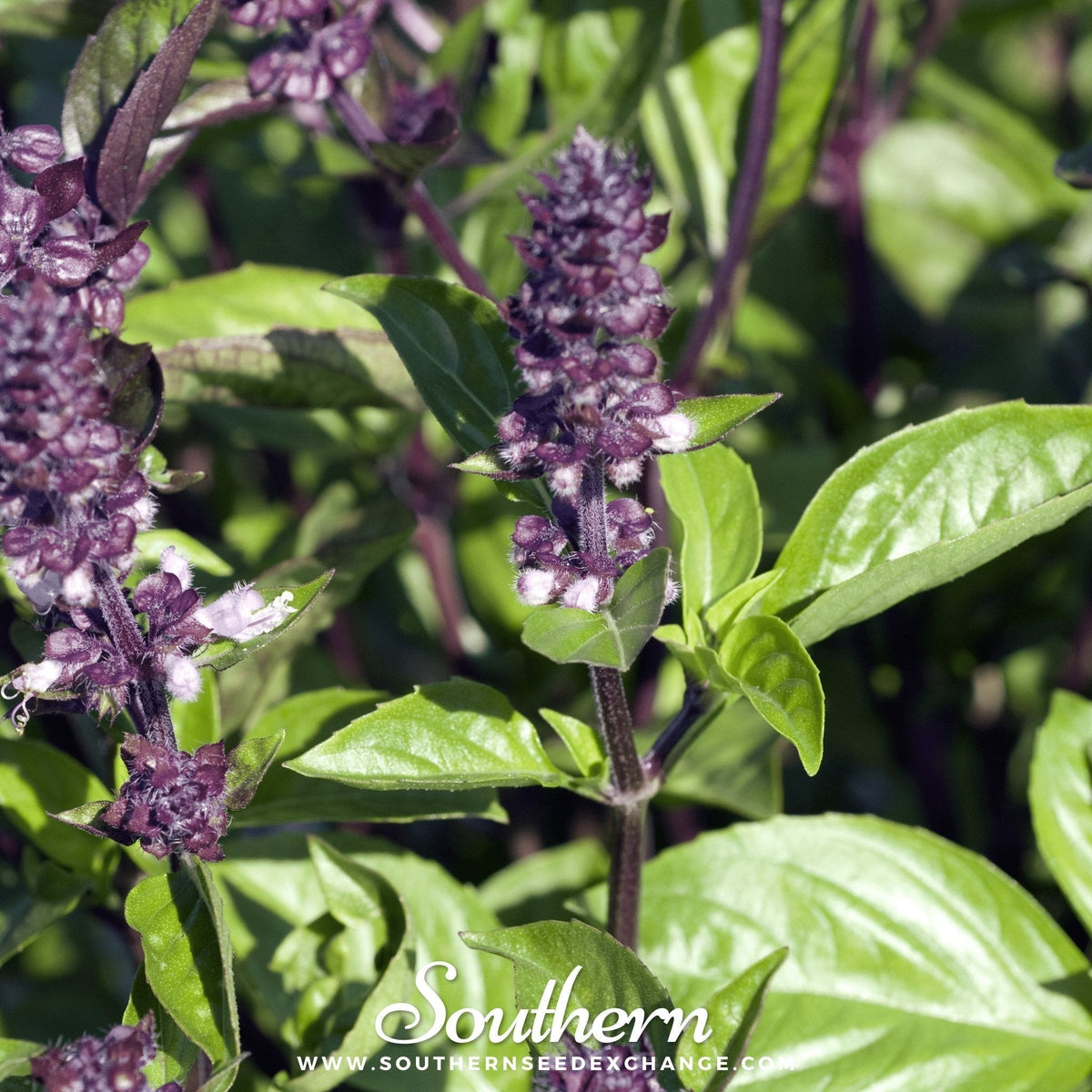 Cinnamon Basil Seeds - Heirloom, Non-GMO, 250 Seeds, Culinary Herb, Ornamental Plant, Ocimum basilicum