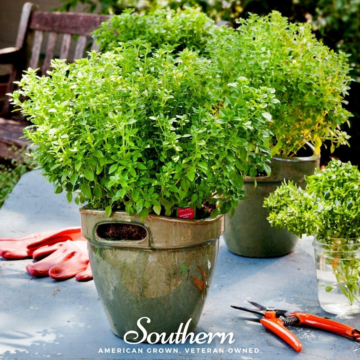 Dwarf Greek Basil Seeds – 250 Heirloom Non-GMO Herb for Containers & Small Gardens – Ocimum basilicum