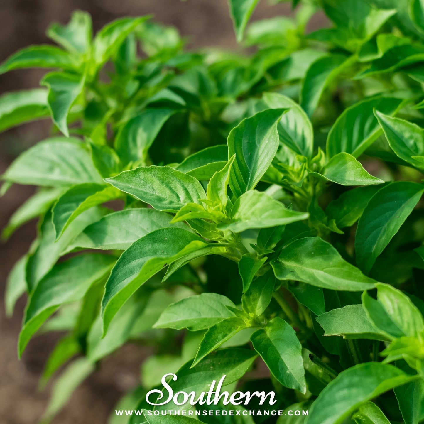 Lemon Basil Seeds – 250 Heirloom Open Pollinated Herb Seeds – Ocimum basilicum Citriodorum