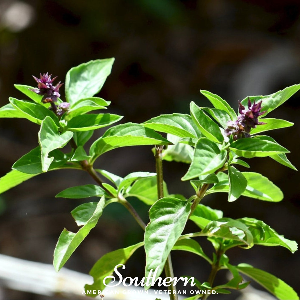 Licorice Basil Seeds – Heirloom, Open Pollinated, 250 Seeds, Ocimum basilicum, Culinary Herb, USDA Zone All