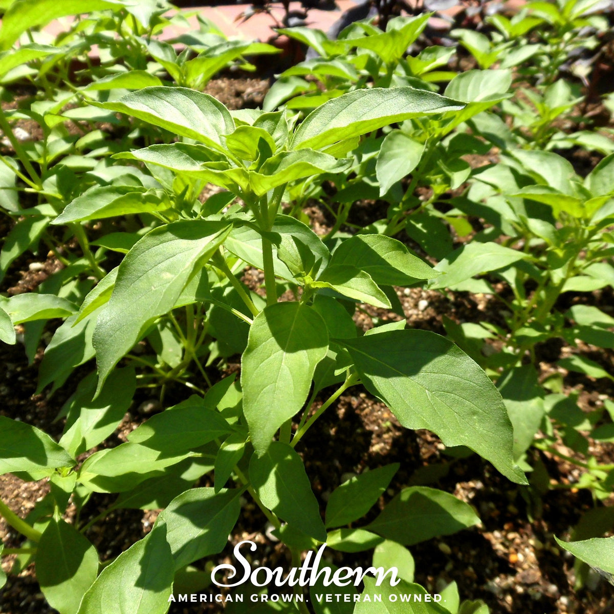 Lime Basil Seeds – Heirloom, Open Pollinated, 250 Seeds, Ocimum basilicum, Citrus Aroma, Culinary Herb, Annual, USDA Zone All
