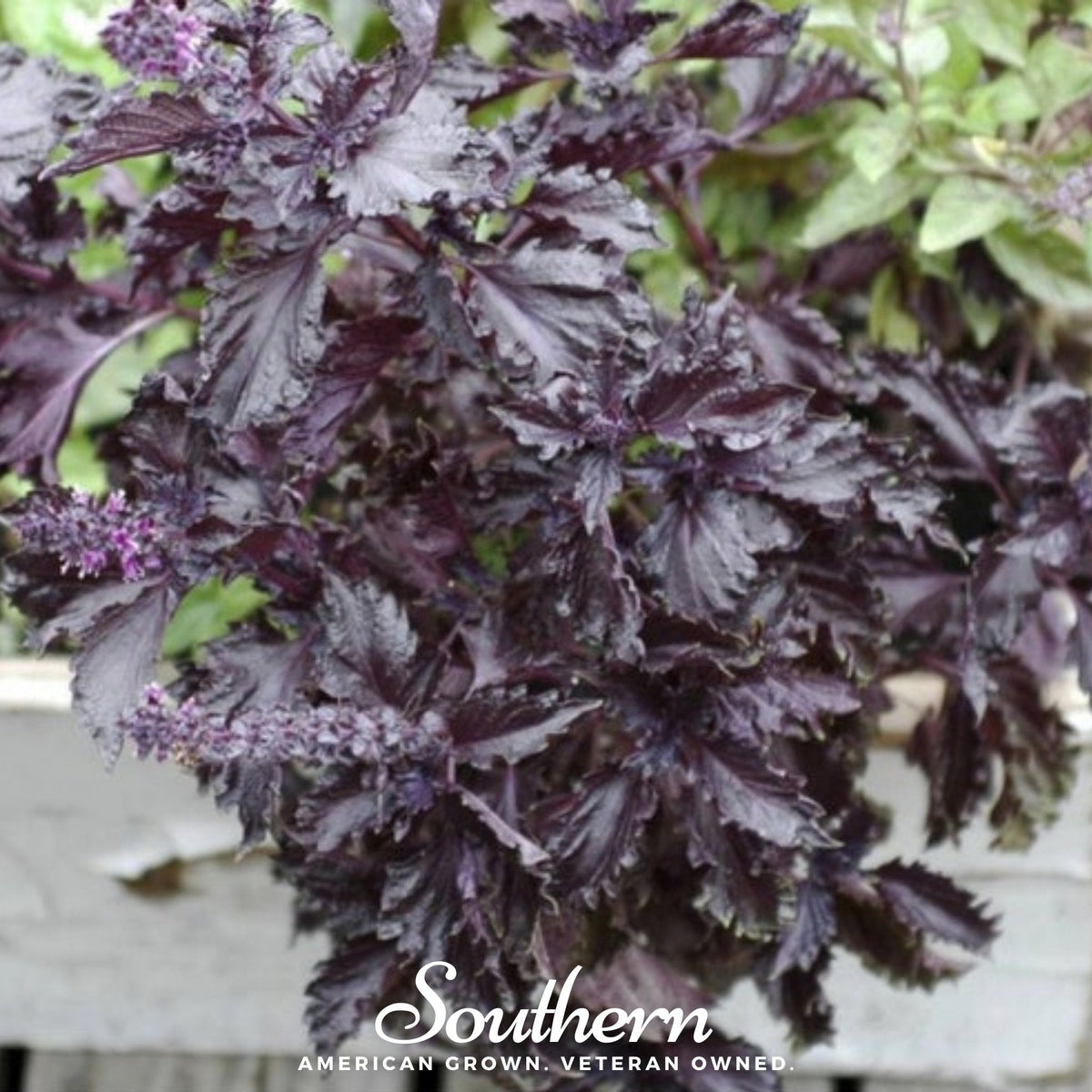 Purple Ruffles Basil Seeds – Heirloom, Non-GMO, Dark Purple, Ruffled Leaves, Culinary & Ornamental, Ocimum basilicum, 250 Seeds