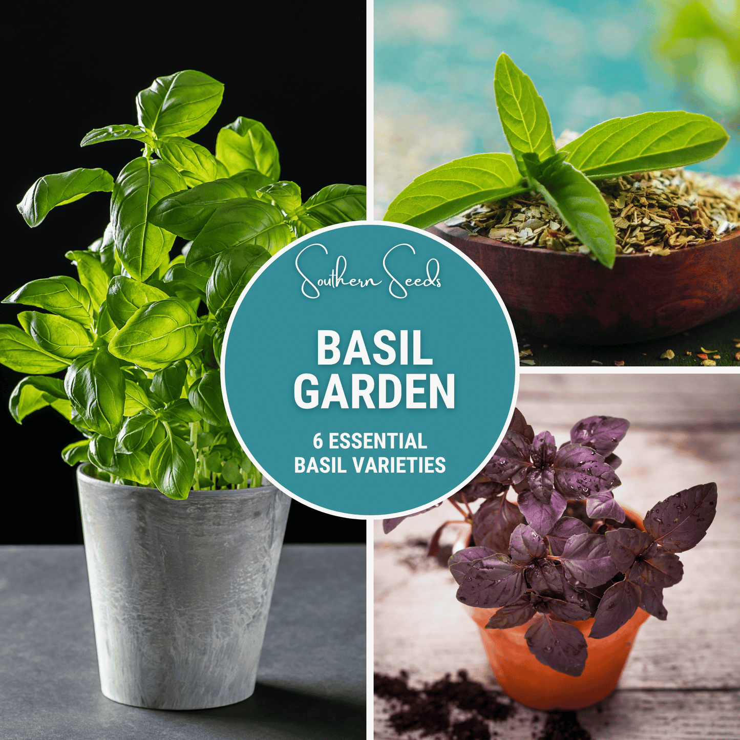 Basil Seed Collection – 6 Varieties Heirloom Non-GMO Seeds for Culinary Herbs, Pesto, Thai, Lemon, Holy, Cinnamon