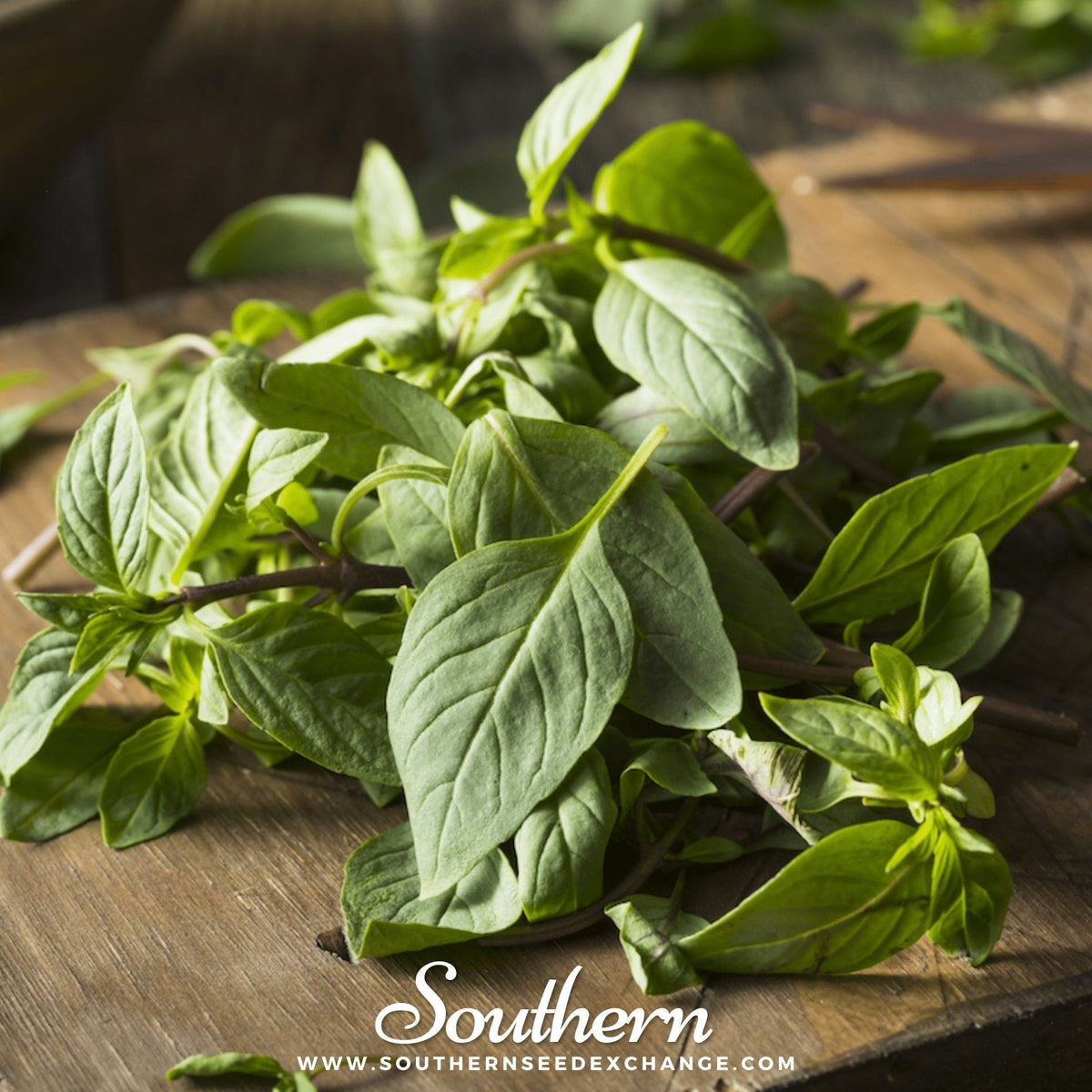 Thai Siam Queen Basil Seeds – 250 Non-GMO Heirloom, Ornamental & Culinary Herb, Spicy Flavor, Purple Stems, Pink Flowers