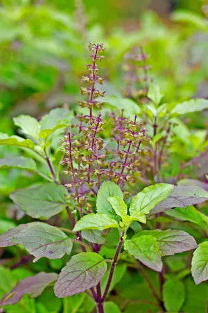 Organic Tulsi Holy Basil Live Starter Plant, Aromatic Herb for Tea & Wellness, Ocimum tenuiflorum