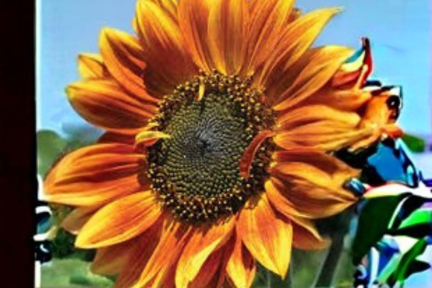 Autumn Beauty Sunflower Seeds – Mixed Color Helianthus annuus for Pollinator Gardens, Borders & Cut Flowers, 1g Packet