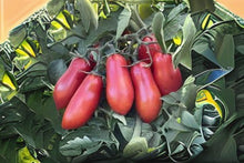San Marzano Tomato Seeds – Italian Heirloom Paste Tomato, Solanum lycopersicum, Elongated, Meaty Fruits, Canning & Sauce, Indeterminate