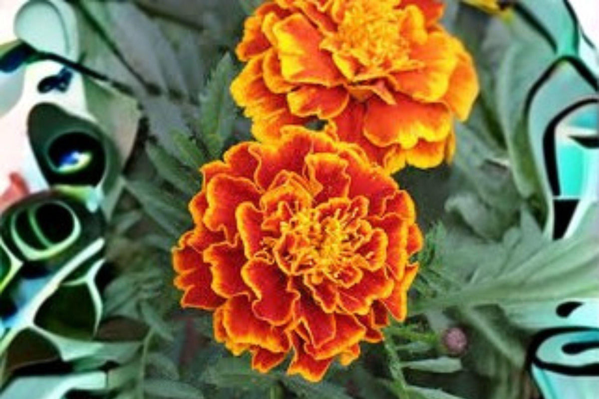 500 mg French Marigold Seeds Sparky Mixture Tagetes patula Bright Annual Blooms for Pollinator Gardens