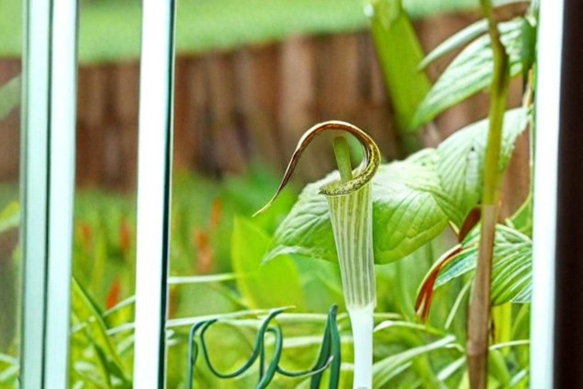 Jack-in-the-Pulpit Seeds – 5 Arisaema triphyllum Native Woodland Shade Perennial Wildflower