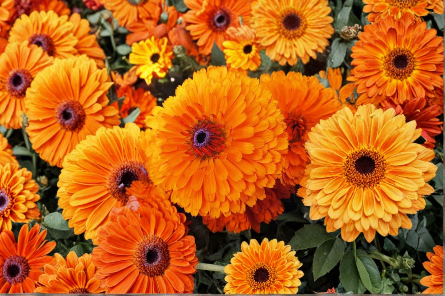 Calendula Seeds Pacific Beauty Orange | Annual Flower for Pollinator Gardens | Calendula officinalis
