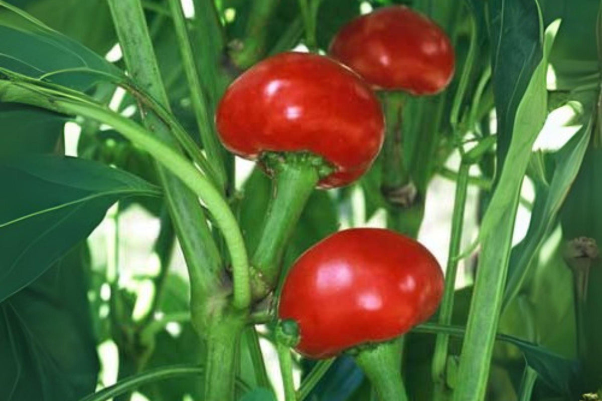 Hot Cherry Pepper Seeds – Heirloom Capsicum annuum, Bright Red, Spicy Chili for Pickling & Cooking, 250 mg Pack