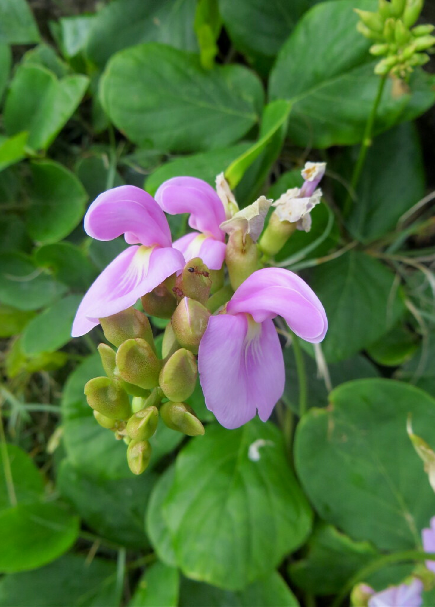 Beach Bean Vine, Salt-Tolerant Ground Cover, Canavalia rosea, Native Florida Plant, Drought-Resistant, Edible Pods
