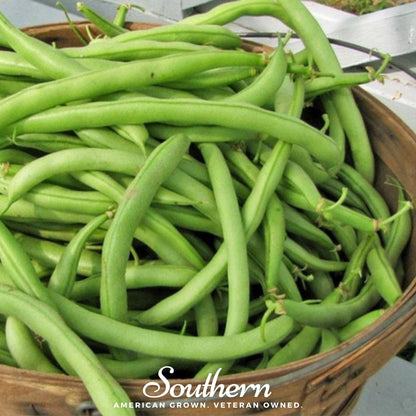 Contender Bean (Bush) – 30 Seeds