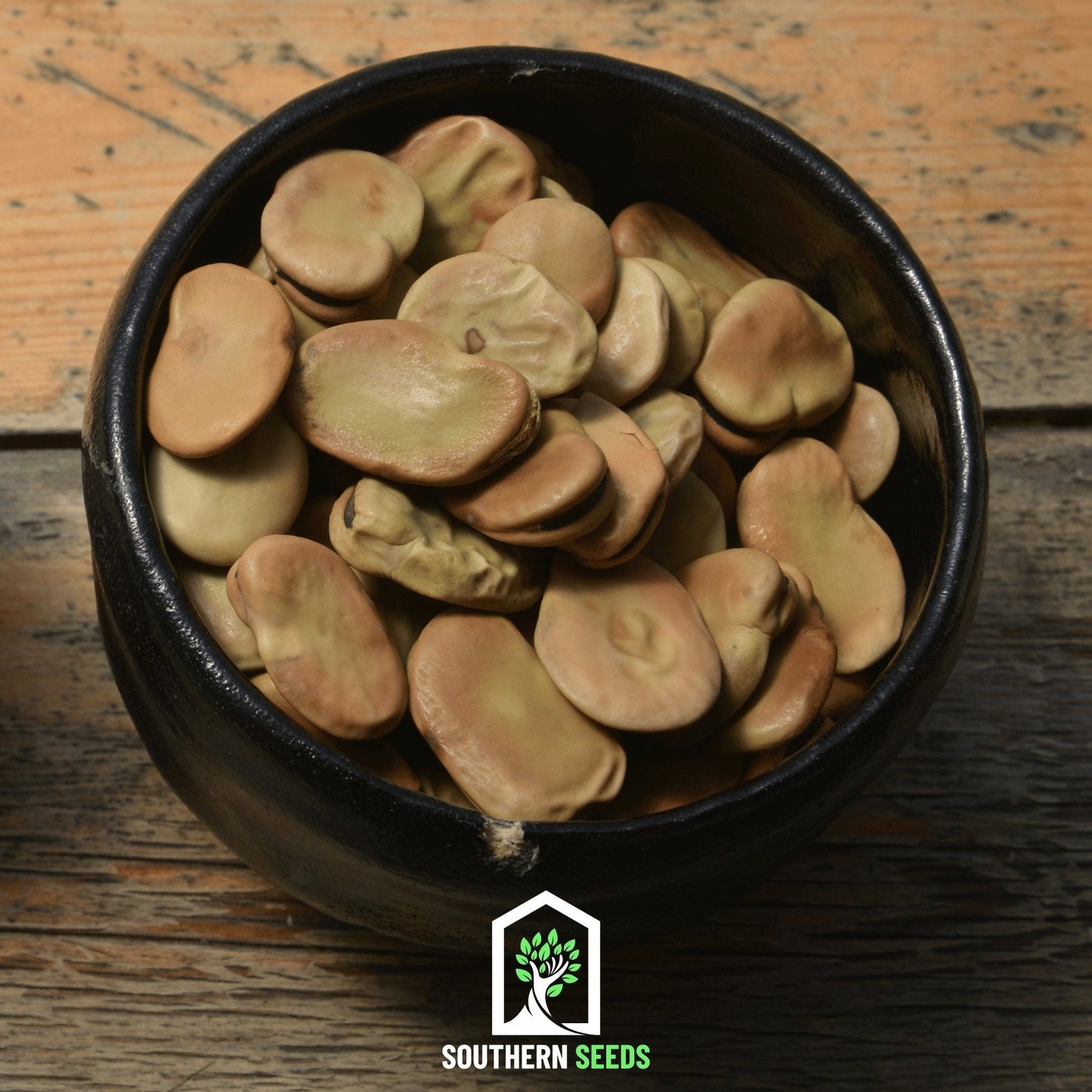 Broad Windsor Fava Bean Seeds – Heirloom, Non-GMO, Cool-Season Legume, Vicia faba, 10 Seeds