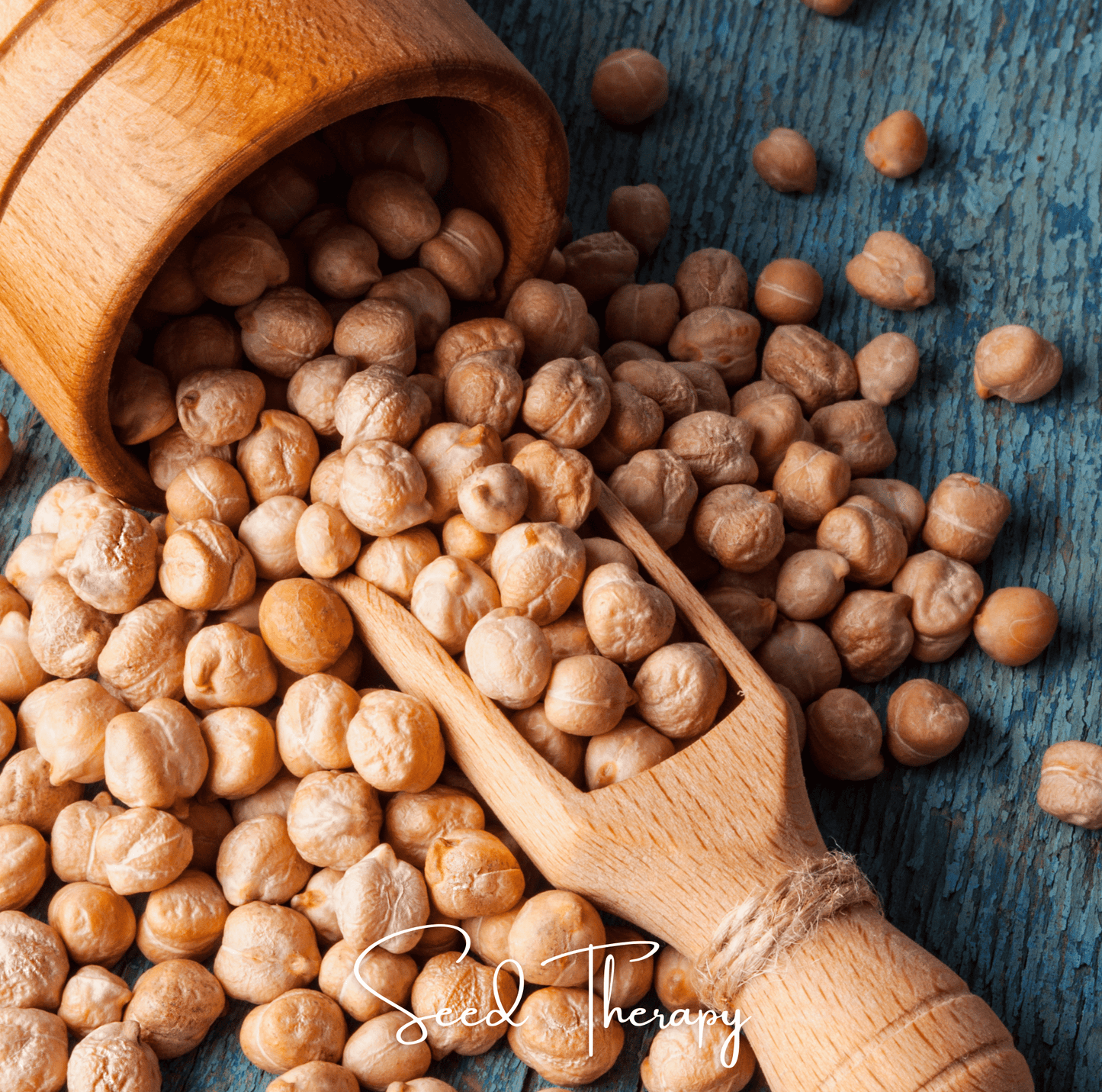 Garbanzo Bean Seeds – Chickpea Heirloom Cicer arietinum – 20 Non-GMO Open Pollinated Legume for Home Garden, Mediterranean & Middle Eastern Cuisine