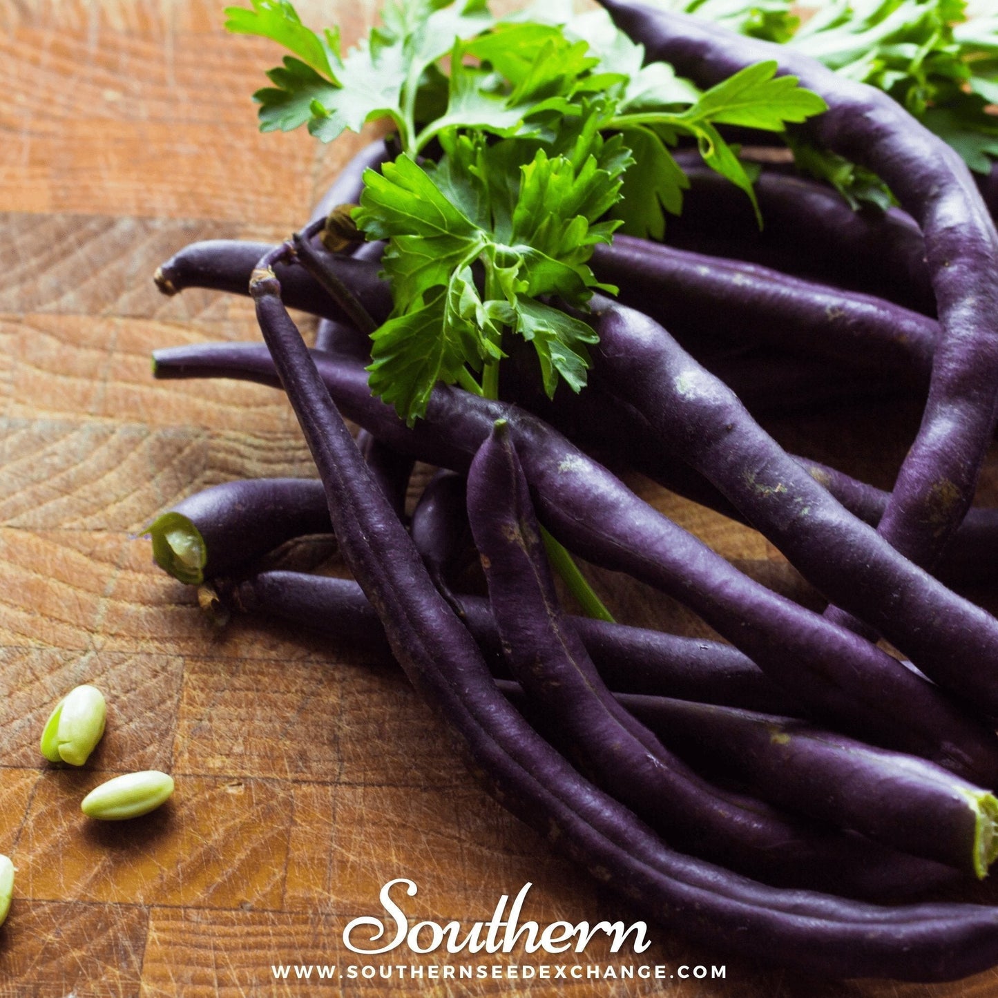 Royal Burgundy Bush Bean Seeds – Heirloom, Deep Purple Pods, Stringless, Edible, Non-GMO, 50 Seeds