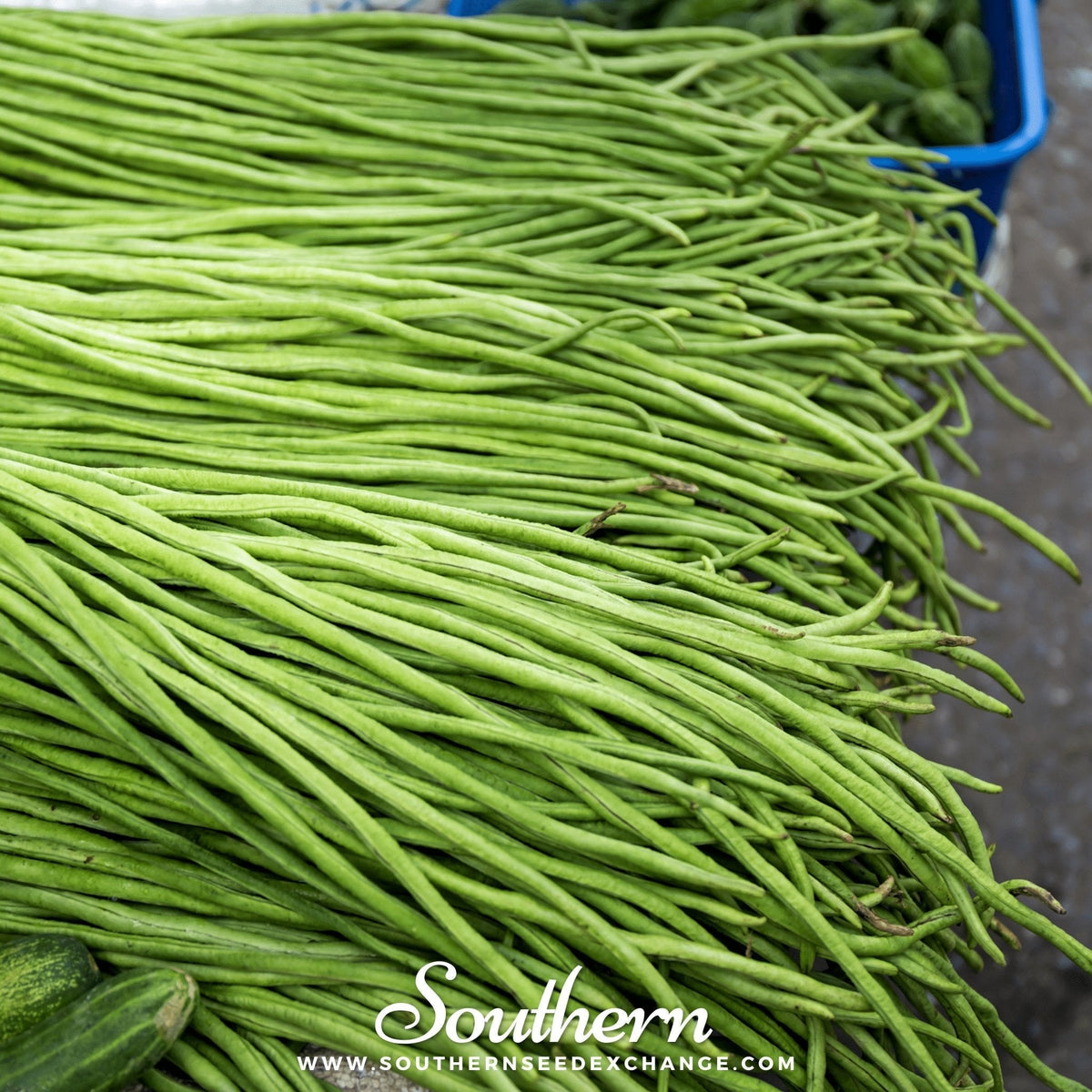 Yard Long Green Bean Seeds Pole Heirloom Asparagus Bean Vigna Unguiculata 15 Seeds
