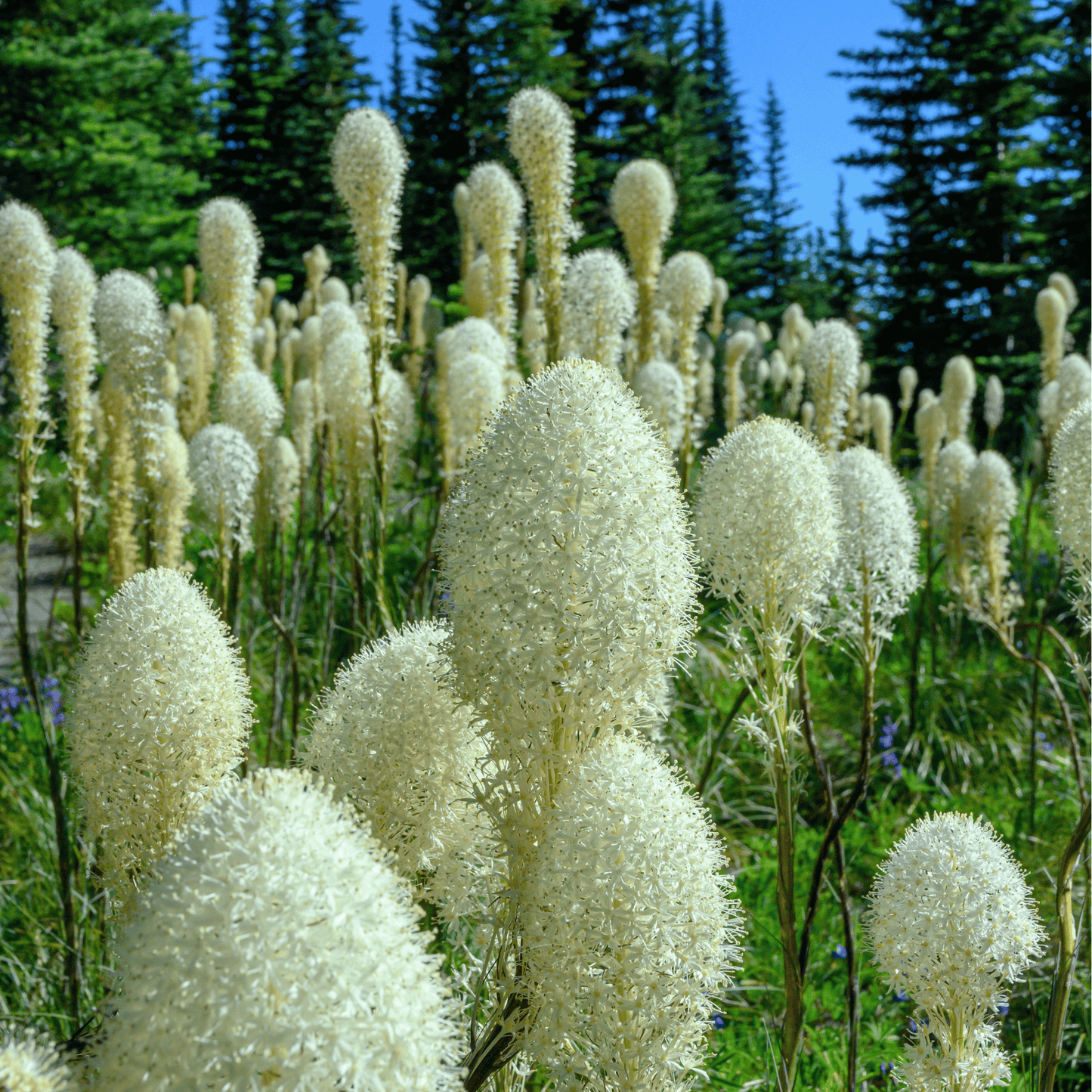 Bear Grass Seeds – Native Perennial, Drought-Tolerant, Creamy-White Flowers, Xerophyllum tenax, 50 Seeds