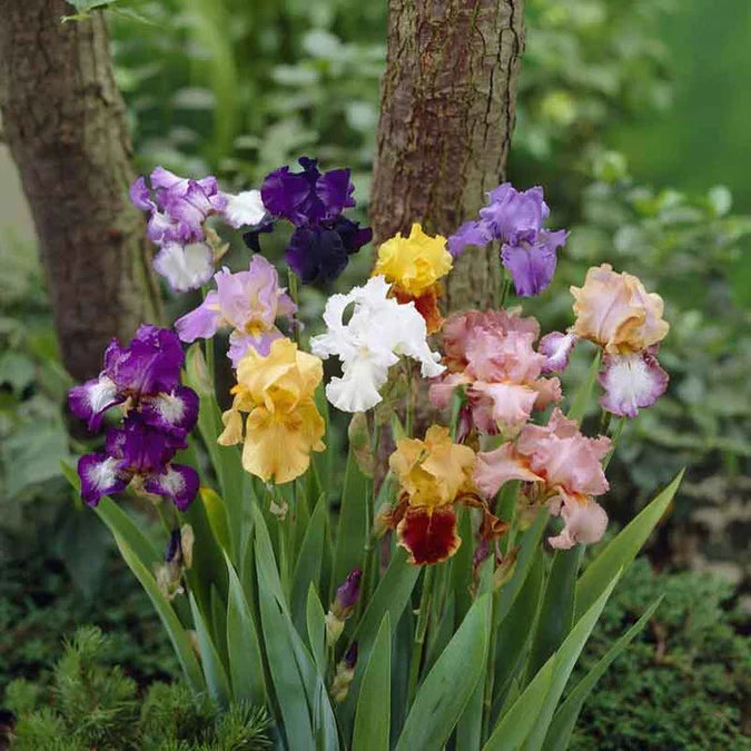 Mixed Tall Bearded Iris Rhizomes - Live Plants, Assorted Colors, Perennial, Hardy, Bulbs, Ready to Plant