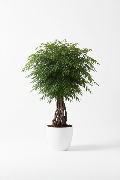 Aralia Ming Stump Plant