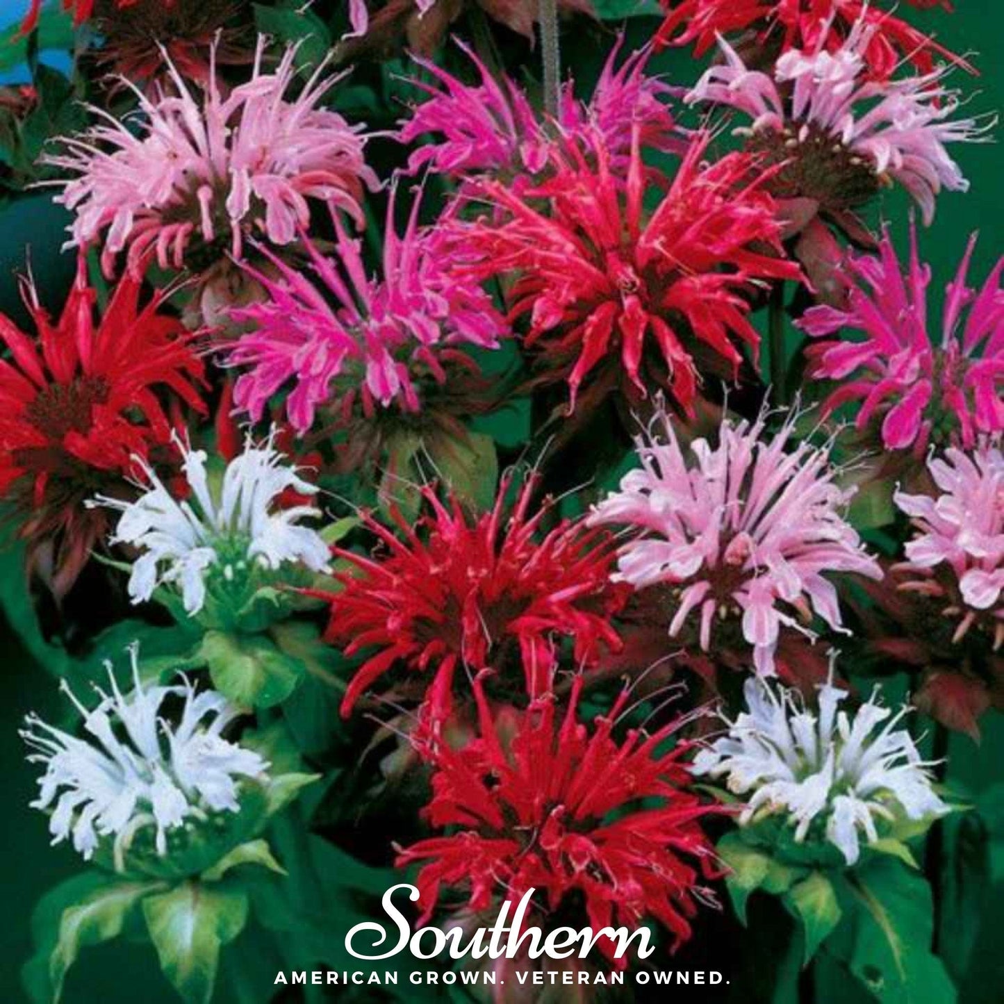 Monarda Bee Balm Mix Seeds - Native Perennial Flowering Plant for Pollinators, Aromatic Leaves, Deer-Resistant, Heirloom, 20 Seeds