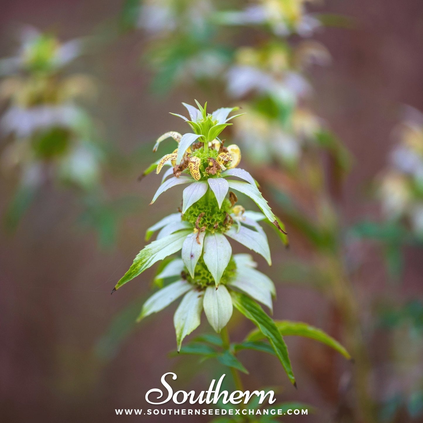 Spotted Bee Balm Seeds – Monarda punctata – Native Perennial Pollinator Magnet for Bees & Wasp Gardens