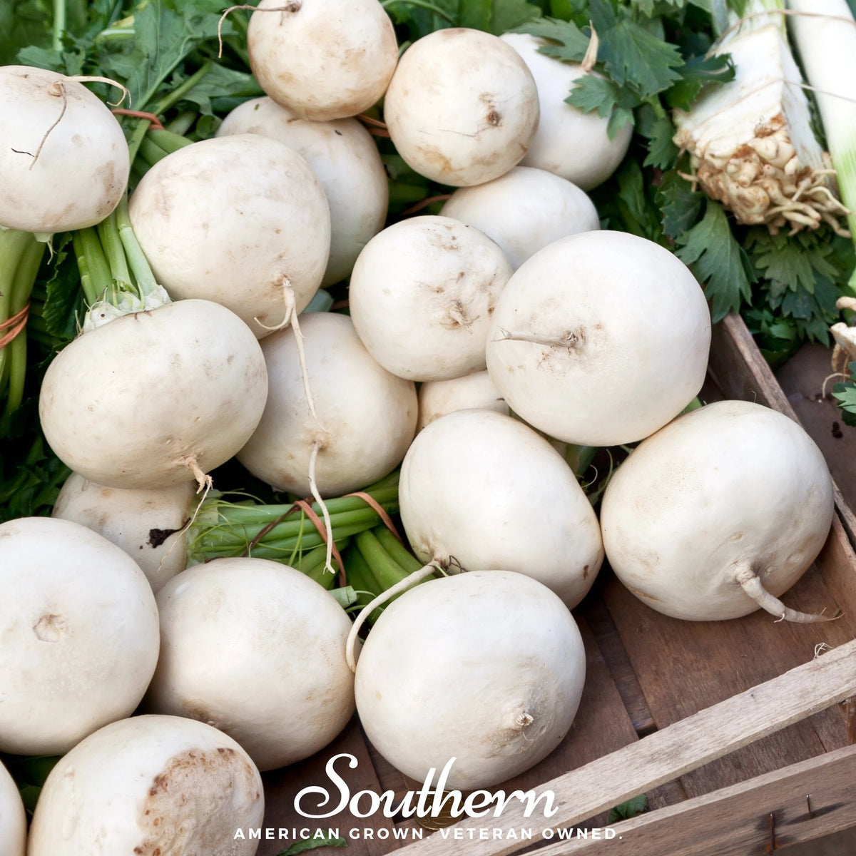 Detroit White Beet Seeds – Non-GMO Heirloom, Open Pollinated, Culinary Sweet, 200 Seeds