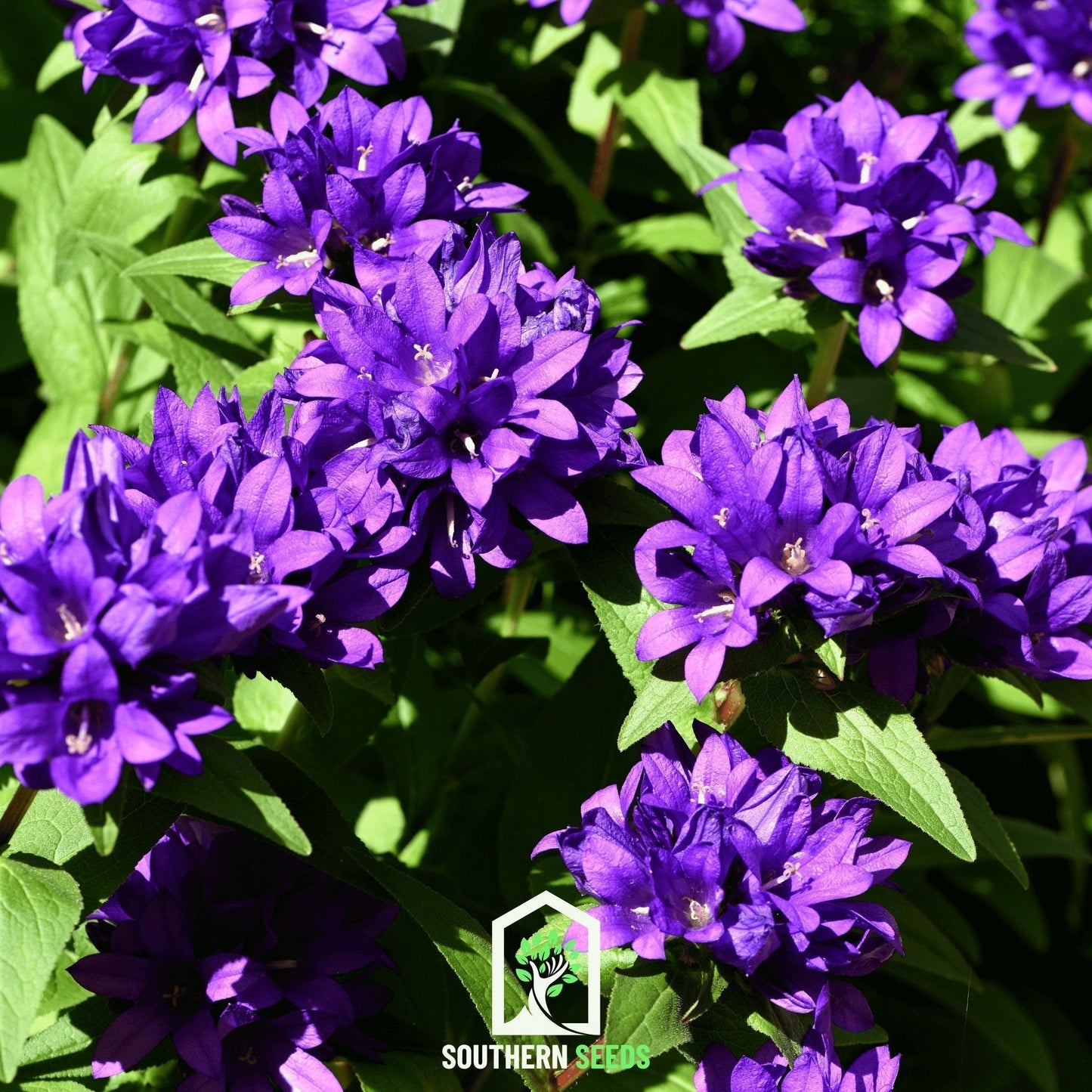 Superba Bellflower Seeds | Clustered Bellflower, Violet-Blue Flowers, Perennial, Campanula glomerata, 50 Seeds