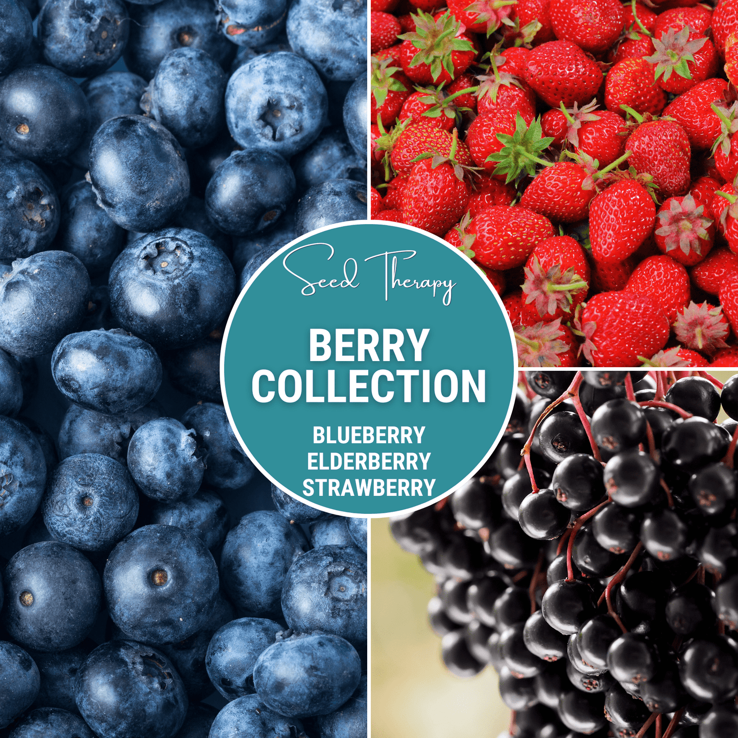 Berry Seed Collection – Elderberry, Blueberry, Strawberry Non-GMO Seeds for Gardening & Baking