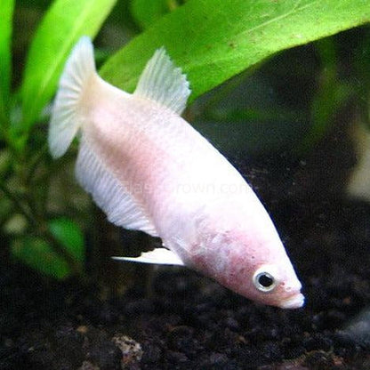 Female Betta Sorority 3 Pack