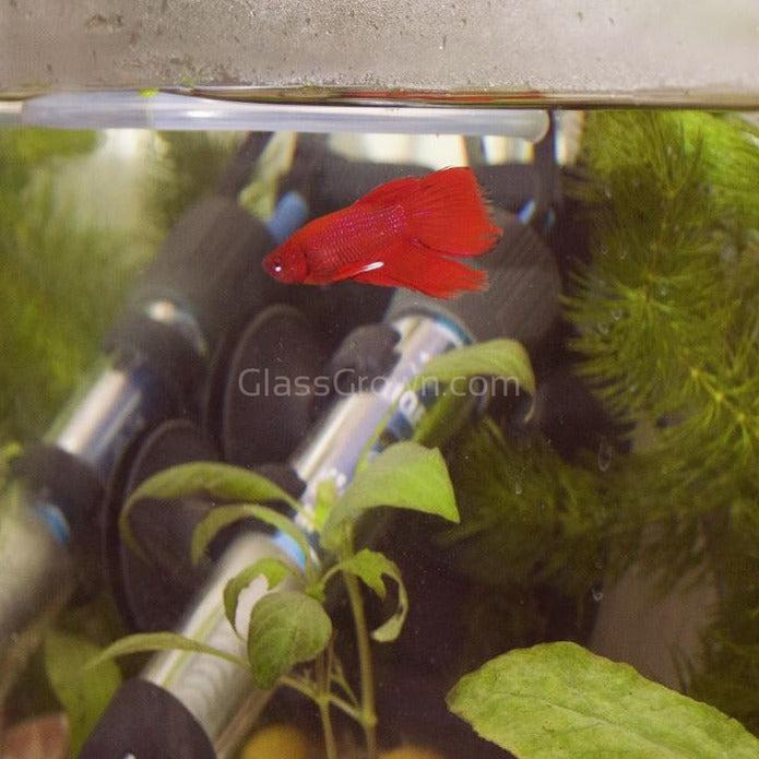 Male Halfmoon Betta
